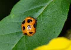 Harmonia dimidiata