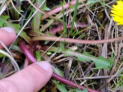 Taraxacum nordstedtii