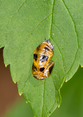 Harmonia dimidiata