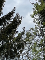 Turdus torquatus