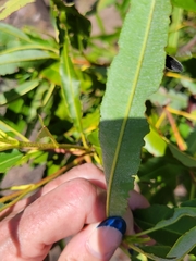 Lyonothamnus floribundus floribundus