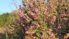 Erica simulans simulans