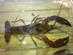 Procambarus spiculifer