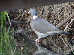 Columba palumbus