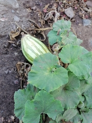 Apodanthera undulata