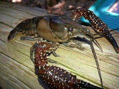 Procambarus spiculifer