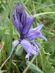 Hyacinthoides