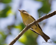 Vireo philadelphicus