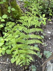 Athyrium filix-femina
