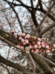 Prunus mandshurica