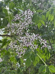 Melia azedarach