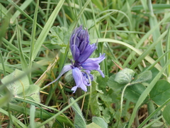 Hyacinthoides