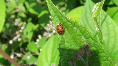 Harmonia axyridis