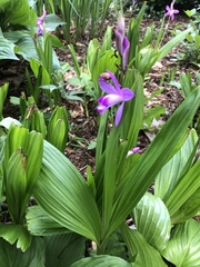 Bletilla