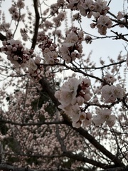 Prunus mandshurica
