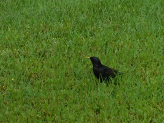 Sturnus vulgaris