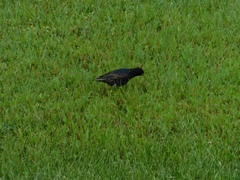 Sturnus vulgaris