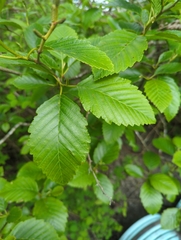 Alnus rubra