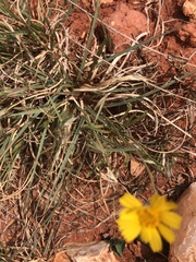 Tetraneuris argentea