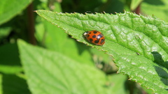 Harmonia axyridis