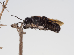 Creightonella