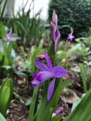 Bletilla
