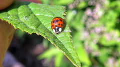 Harmonia axyridis