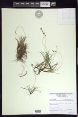 Carex concinna