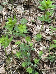 Galium sylvaticum