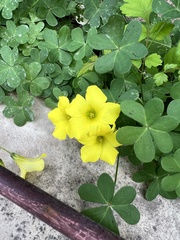 Oxalis pes-caprae