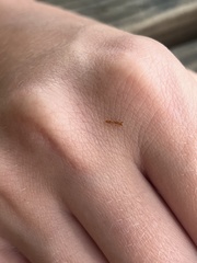 Pseudomyrmex simplex