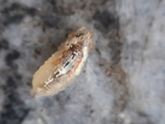 Syrphini