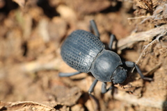 Cryptoglossa infausta
