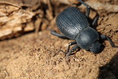 Cryptoglossa infausta