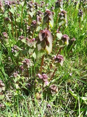 Lamium purpureum