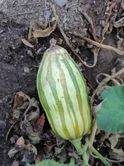 Apodanthera undulata