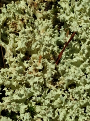 Cladonia caroliniana