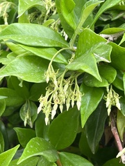 Trachelospermum jasminoides