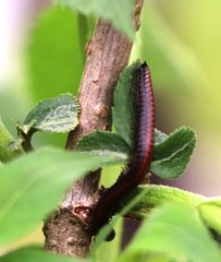 Pachyiulus hungaricus