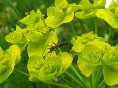 Micropeza corrigiolata