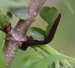 Pachyiulus hungaricus