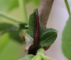 Pachyiulus hungaricus