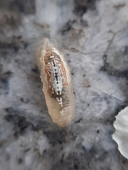 Syrphini