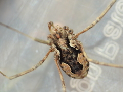Dasylobus