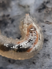 Syrphini