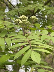 Sorbus
