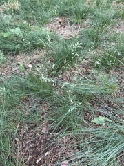 Festuca trachyphylla