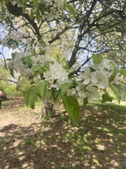 Malus