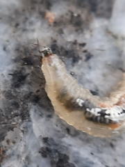 Syrphini