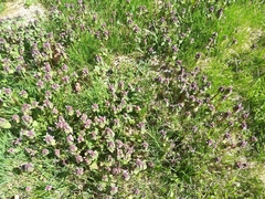 Lamium purpureum